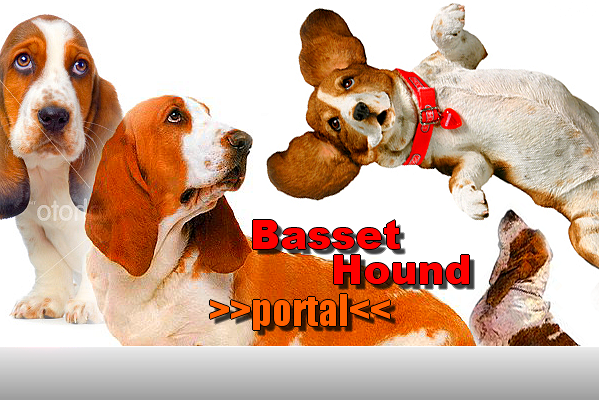 >>BASSET HOUND PORTAL<<minden a kutyinkrl